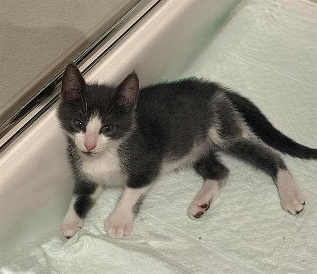 Blaze - Domestic Short Hair