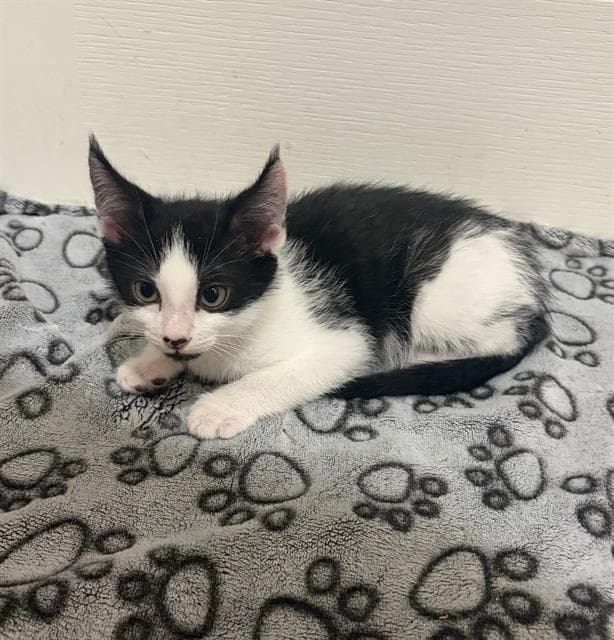 Storm - Domestic Short Hair