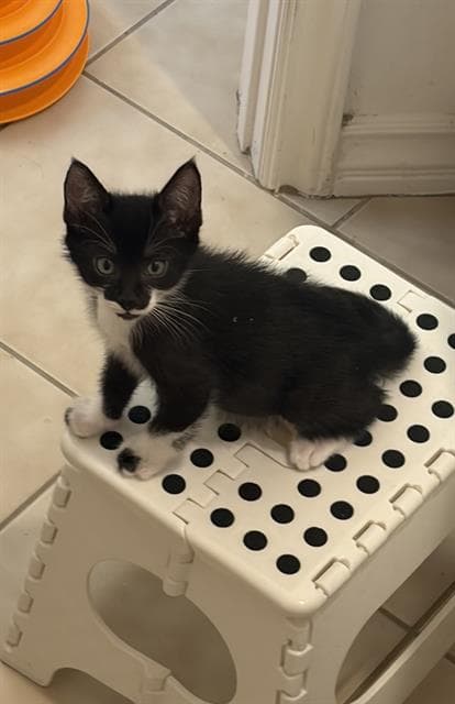 Hank - Domestic Short Hair