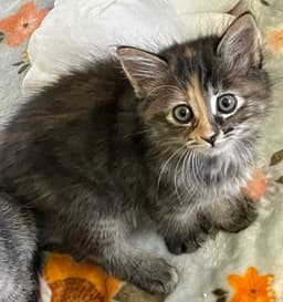 Jenny image 1