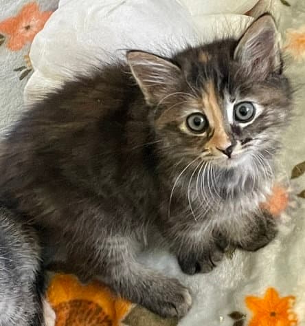Jenny - Domestic Short Hair