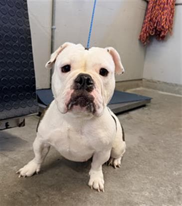 Elizabeth - Bulldog