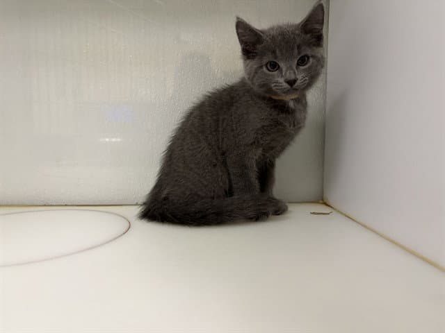 Unknown - Domestic Short Hair