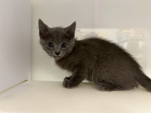 Unknown - Domestic Short Hair