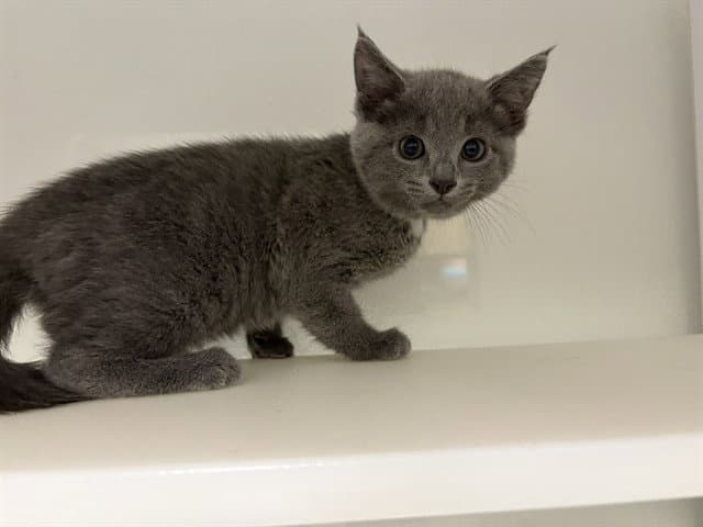 Unknown - Domestic Short Hair