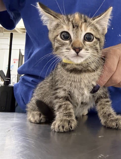 Unknown - Domestic Short Hair