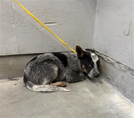 Uno - Australian Cattle Dog/Blue Heeler