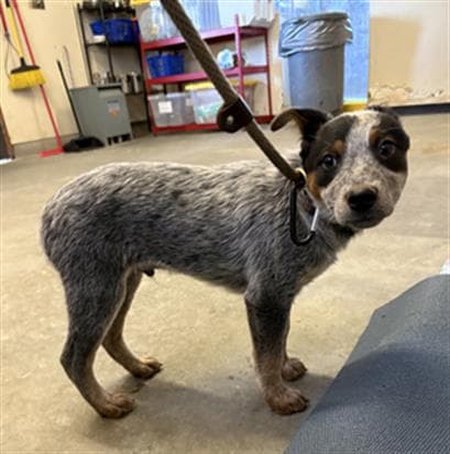 Dos - Australian Cattle Dog/Blue Heeler