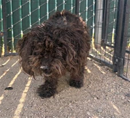 Unknown - Poodle (Miniature)