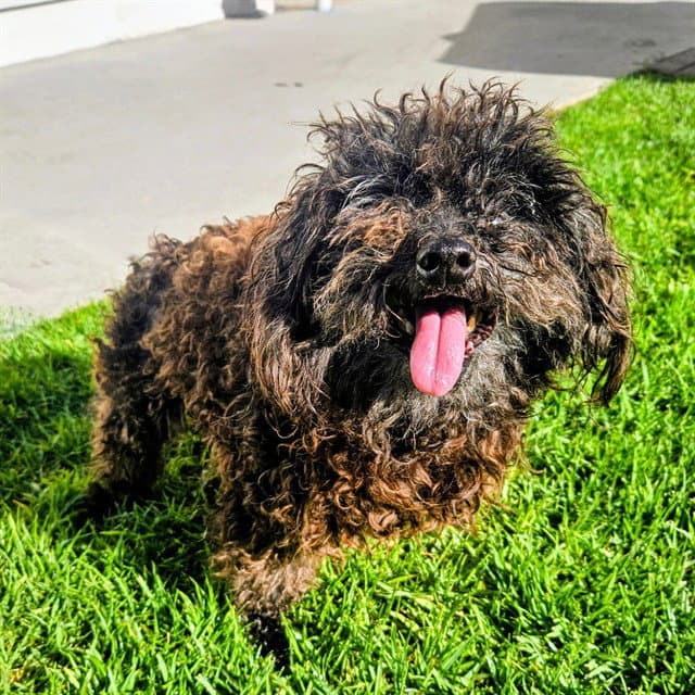 Unknown - Poodle (Miniature)