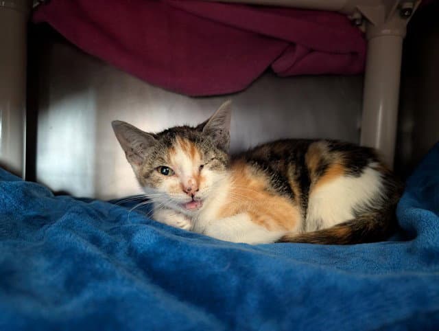 Unknown - Domestic Short Hair