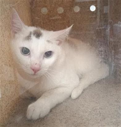 Unknown - Domestic Short Hair