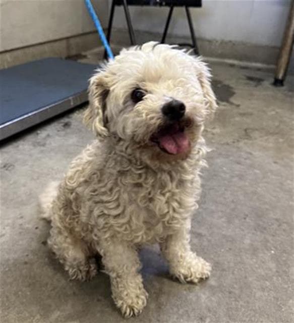 Unknown - Maltese