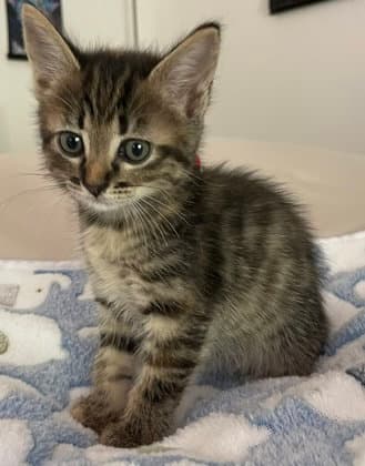Rosie - Domestic Short Hair