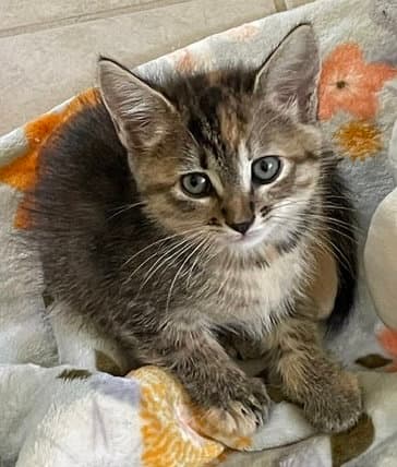 Chollie - Domestic Short Hair