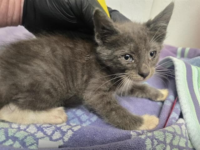 Unknown - Domestic Short Hair