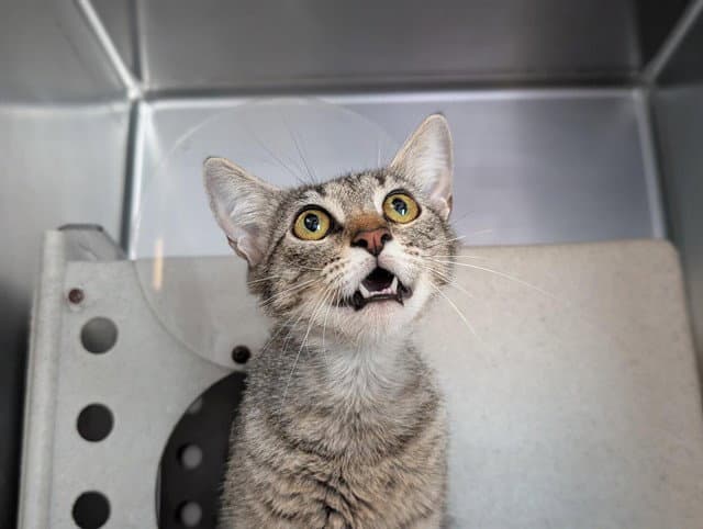 Unknown - Domestic Short Hair