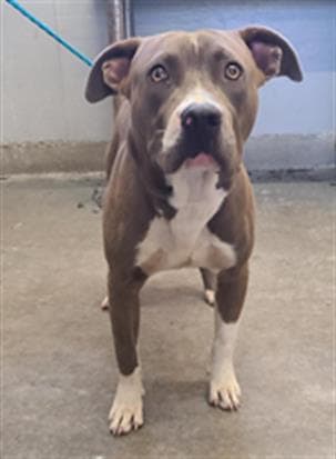 Mr Worldwide - Pit Bull Terrier