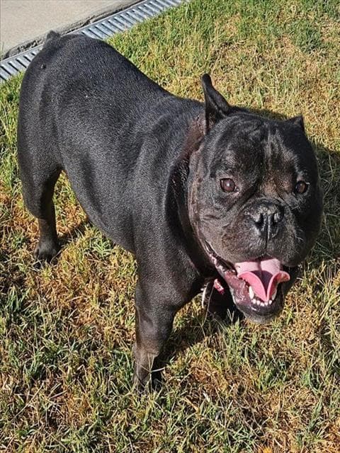 Barnaby - Bulldog