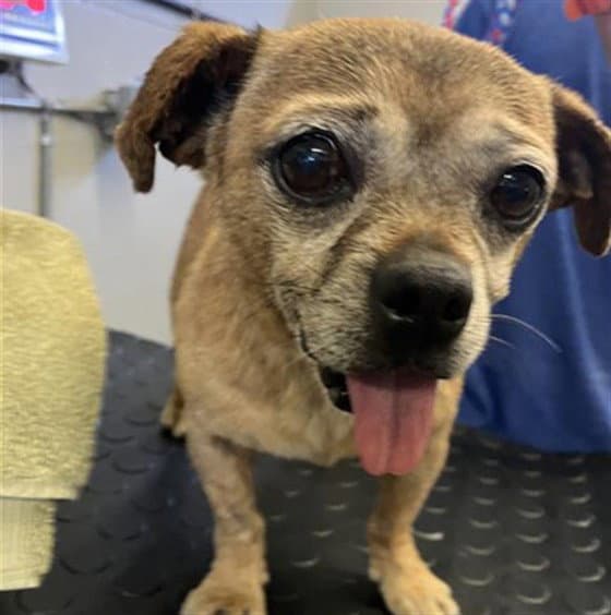 Buster - Chihuahua