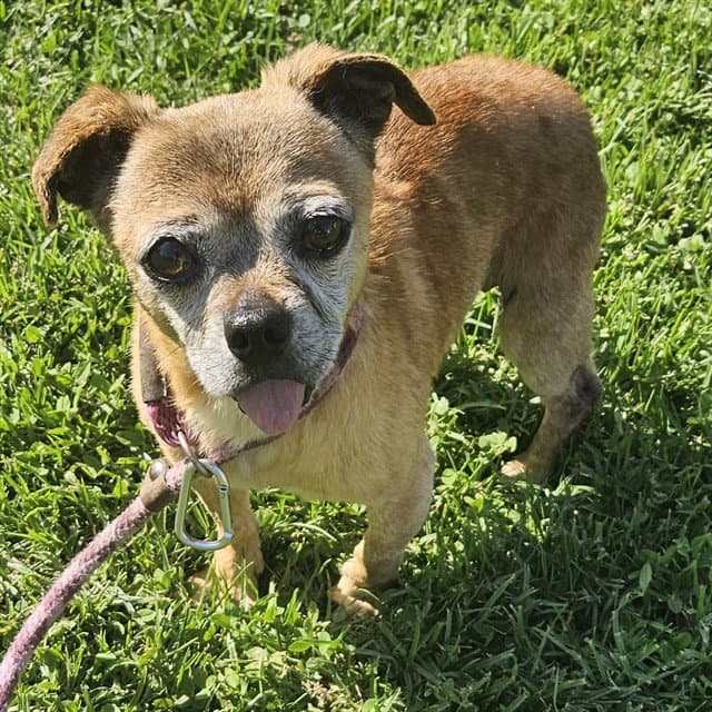 Buster - Chihuahua