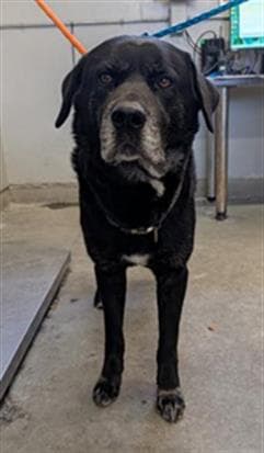 Unknown - Labrador Retriever