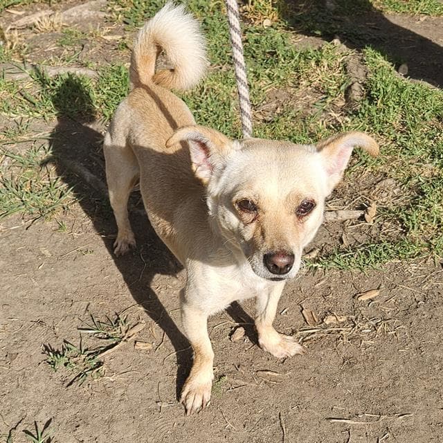 Luke - Chihuahua