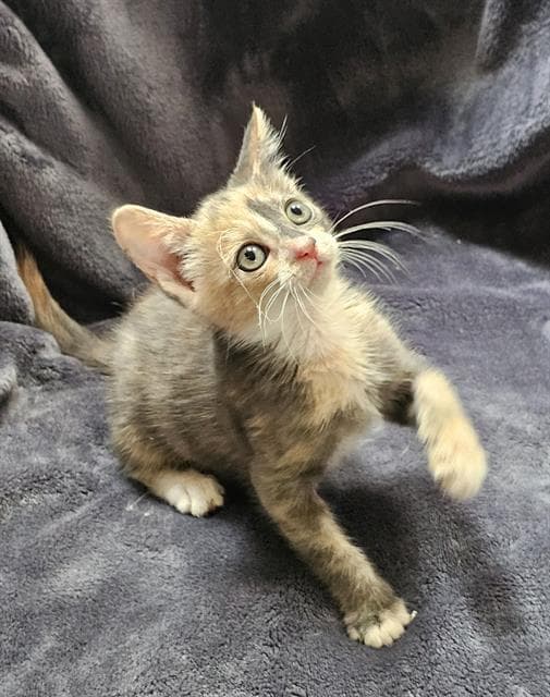 Shadow - Domestic Short Hair