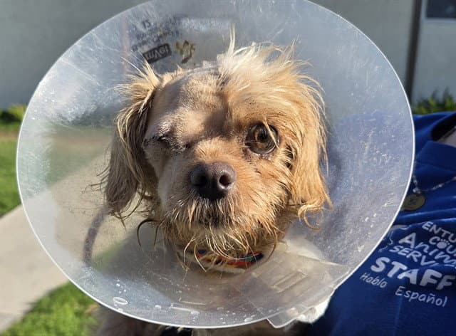 Una - Shih Tzu