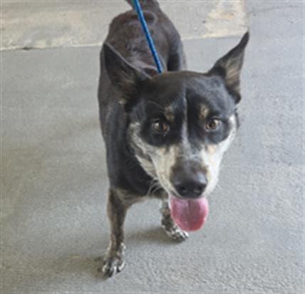 Unknown - Australian Cattle Dog/Blue Heeler