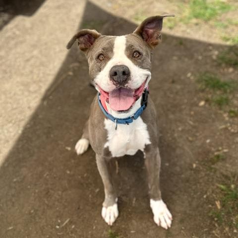 Muncie - American Staffordshire Terrier