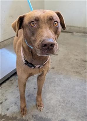 Hanna - American Pit Bull Terrier