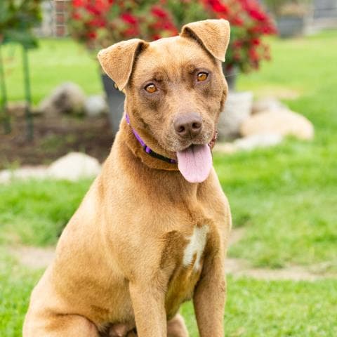 Hanna - American Pit Bull Terrier