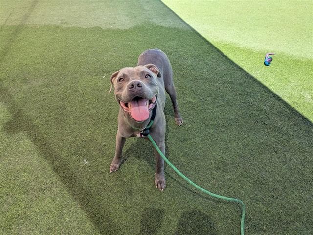 Freya - Pit Bull Terrier