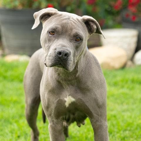 Freya - Pit Bull Terrier
