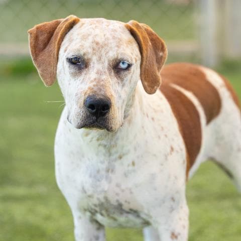Unknown - English Foxhound