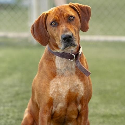 Unknown - Redbone Coonhound