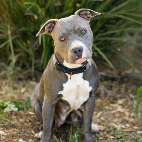Ilona - Pit Bull Terrier