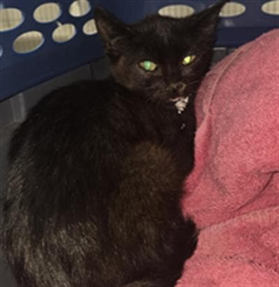Unknown - Domestic Short Hair