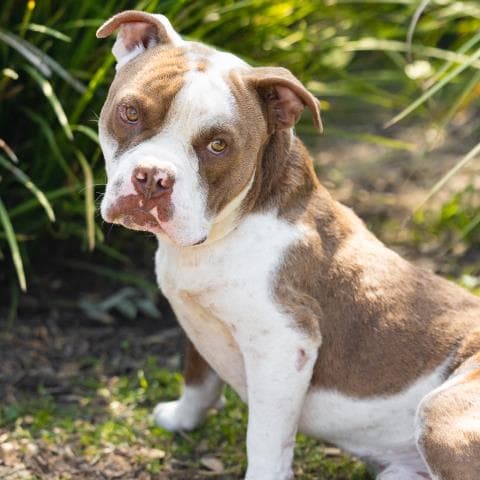 Unknown - Pit Bull Terrier