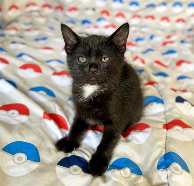 Mew - Domestic Short Hair