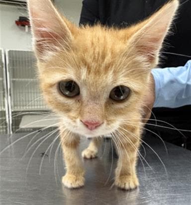 Unknown - Domestic Short Hair