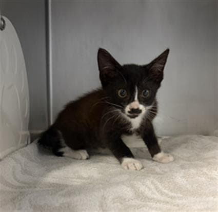 Unknown - Domestic Short Hair