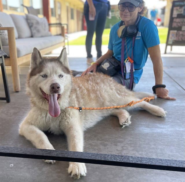 Archimedes - Siberian Husky