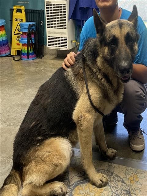 Bear - German Shepherd Dog