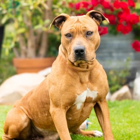 Remi - Rhodesian Ridgeback