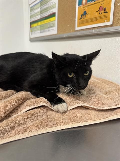 Unknown - Domestic Short Hair