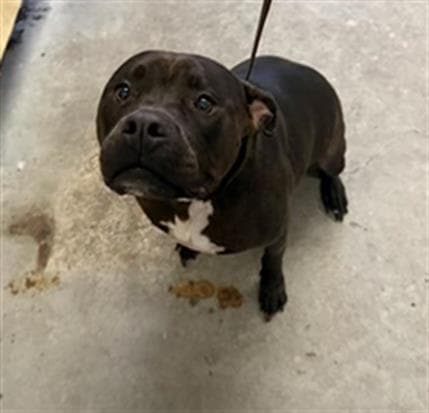 Dahlia - Pit Bull Terrier