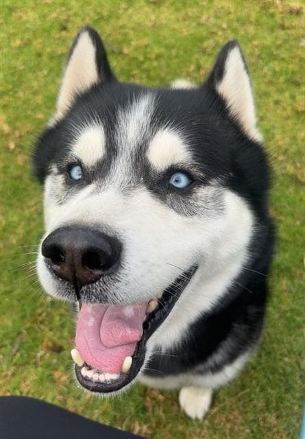 Fatboy - Siberian Husky
