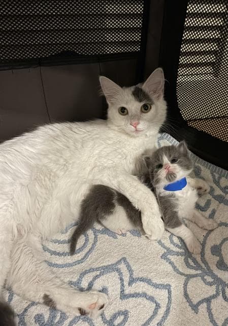 Lady - Domestic Long Hair